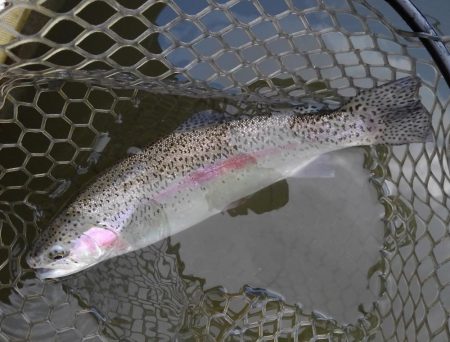 大安トラウトレイク 釣果